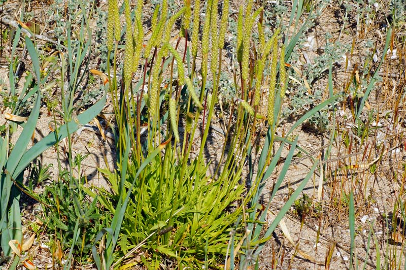 Plantago coronopus / Erba saetta